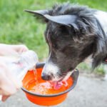 National Pet Hydration Awareness Month