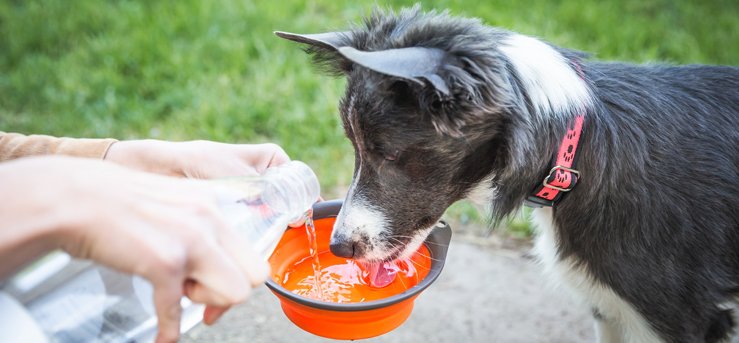 National Pet Hydration Awareness Month